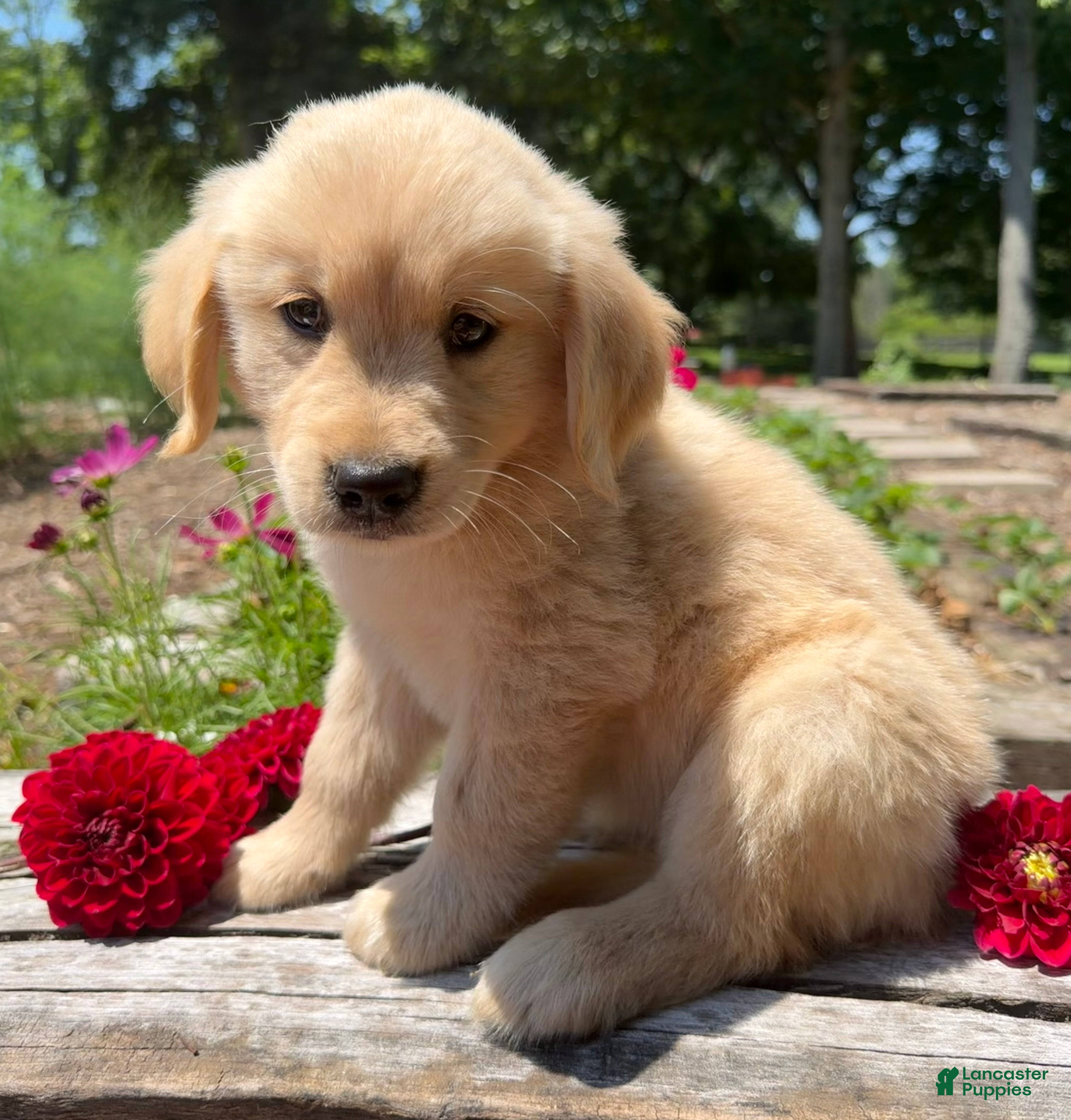 Golden Retriever dogs Max - Ad 1