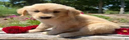 Golden Retriever dogs for sale: Max - Ad 1