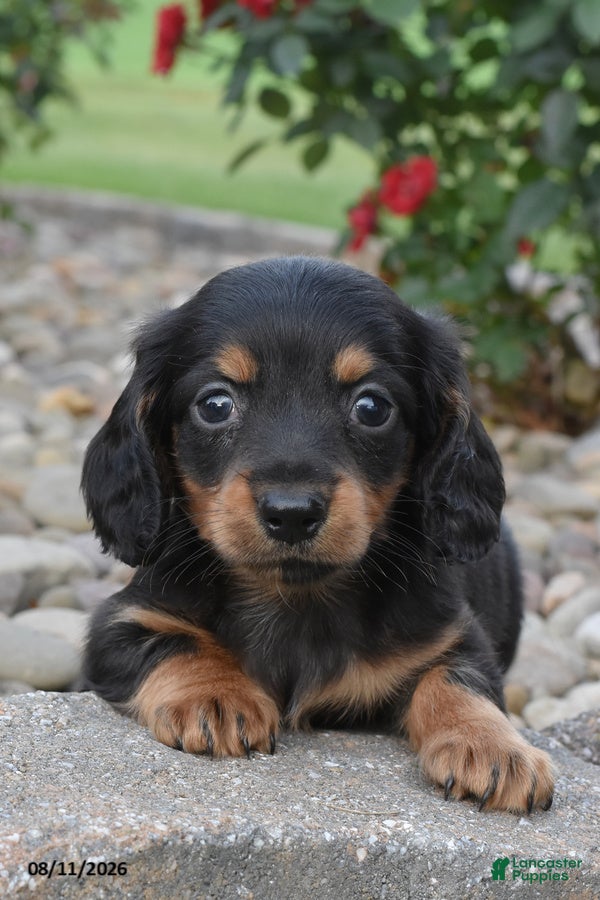 Miniature Dachshund dogs Colt - Ad 2