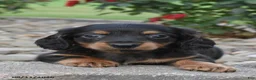 Miniature Dachshund dogs for sale: Colt - Ad 2