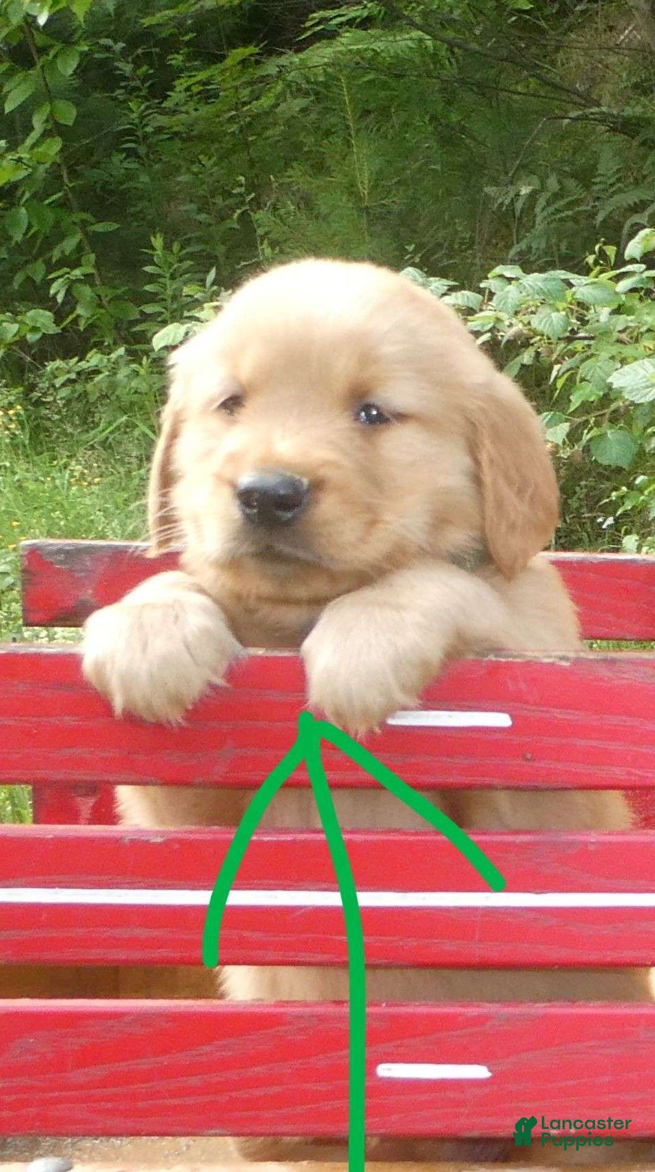 Golden Retriever dogs Taffy - Ad 3