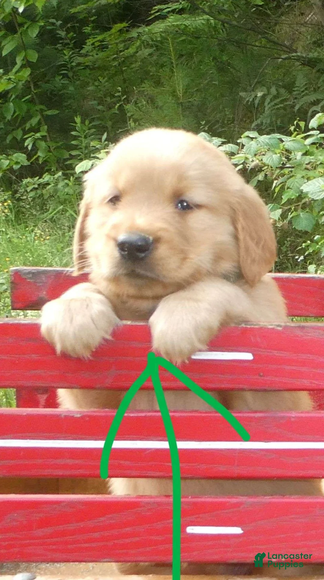Golden Retriever dogs for sale: Taffy - Ad 1