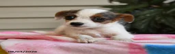 Mixed Breed dogs for sale: Julius - Ad 2