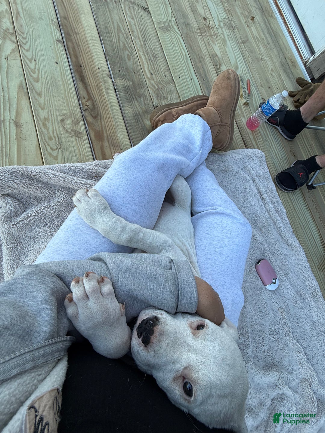 Dogo Argentino dogs for sale: Puppy M3 - Ad 7