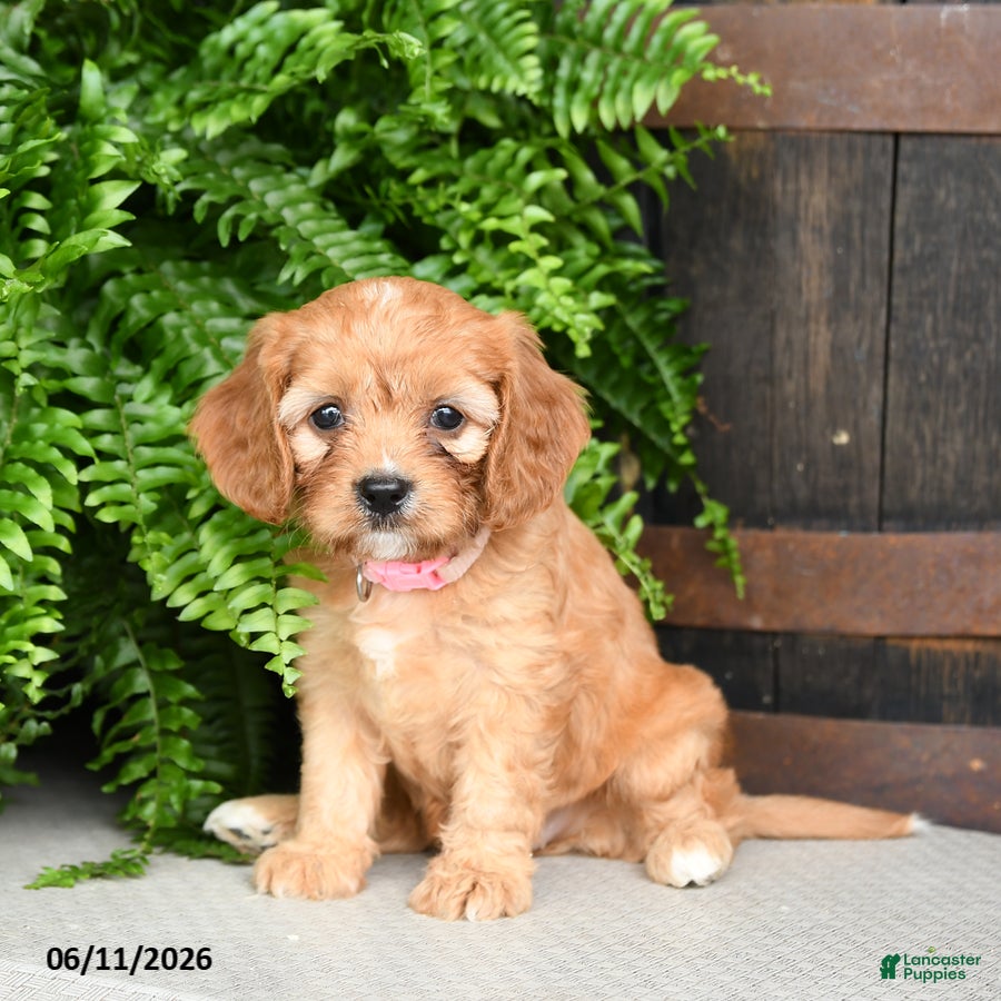 Cavapoo dogs Rose  - Ad 1