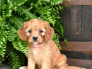 Cavapoo dogs for sale: Rose - Ad 3