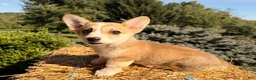 Welsh Corgi Pembroke dogs for sale: Ella - Ad 8