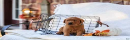Labrador Retriever dogs for sale: Maverick - Ad 4