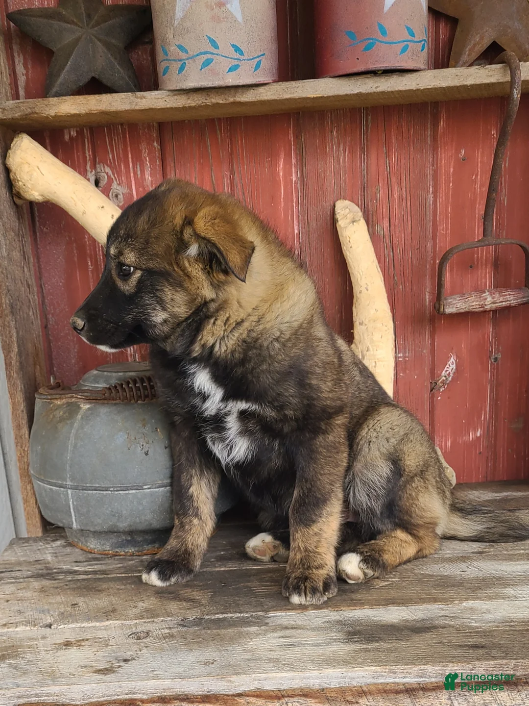 Mixed Breed dogs for sale: Mixed Breed Puppy 1 - Ad 3
