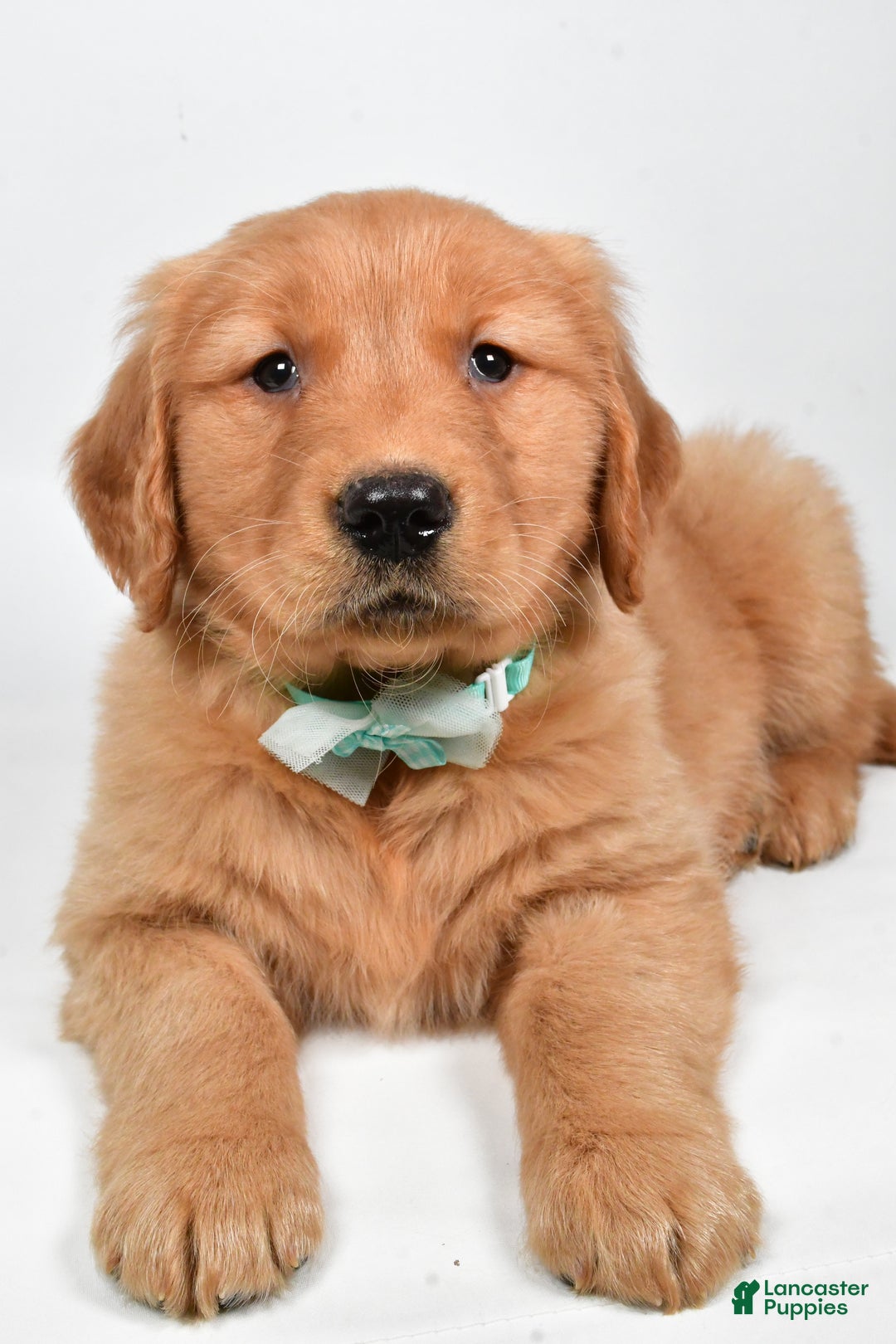 Golden Retriever dogs for sale: Charlie - Ad 6