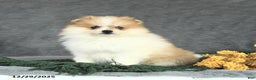 Pomeranian dogs for sale: Frito - Ad 3