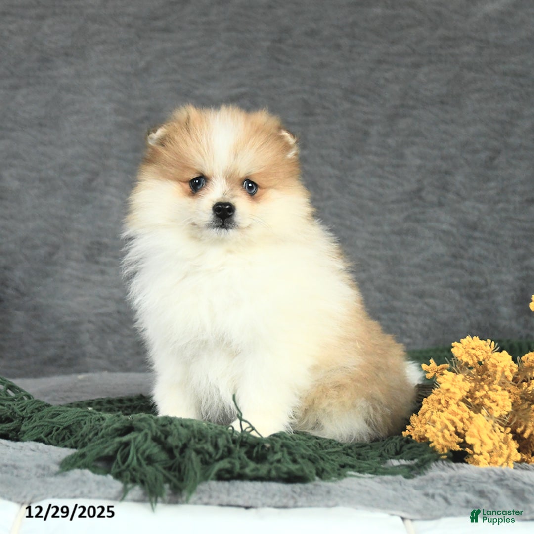 Pomeranian dogs for sale: Frito - Ad 3