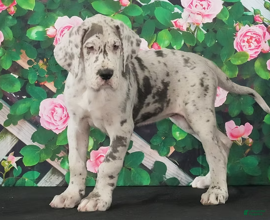 Great Dane dogs Rita - Ad 16