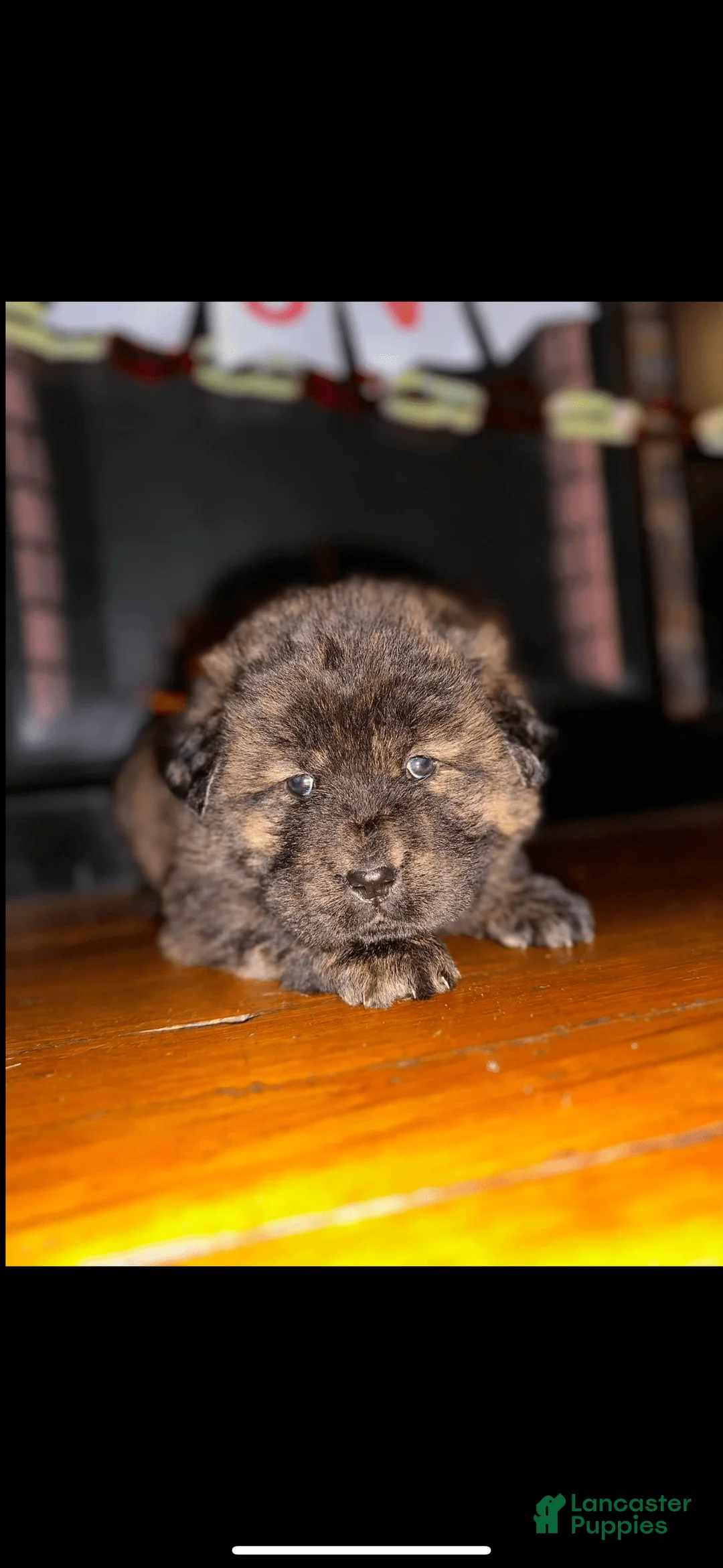 Gallery Image {{count}}