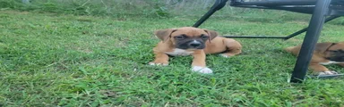 Jax