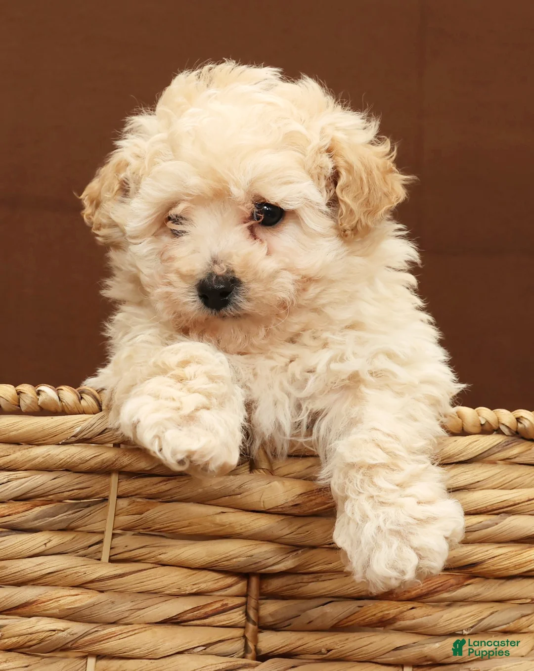 Bichpoo dogs for sale: Baxter - Ad 7