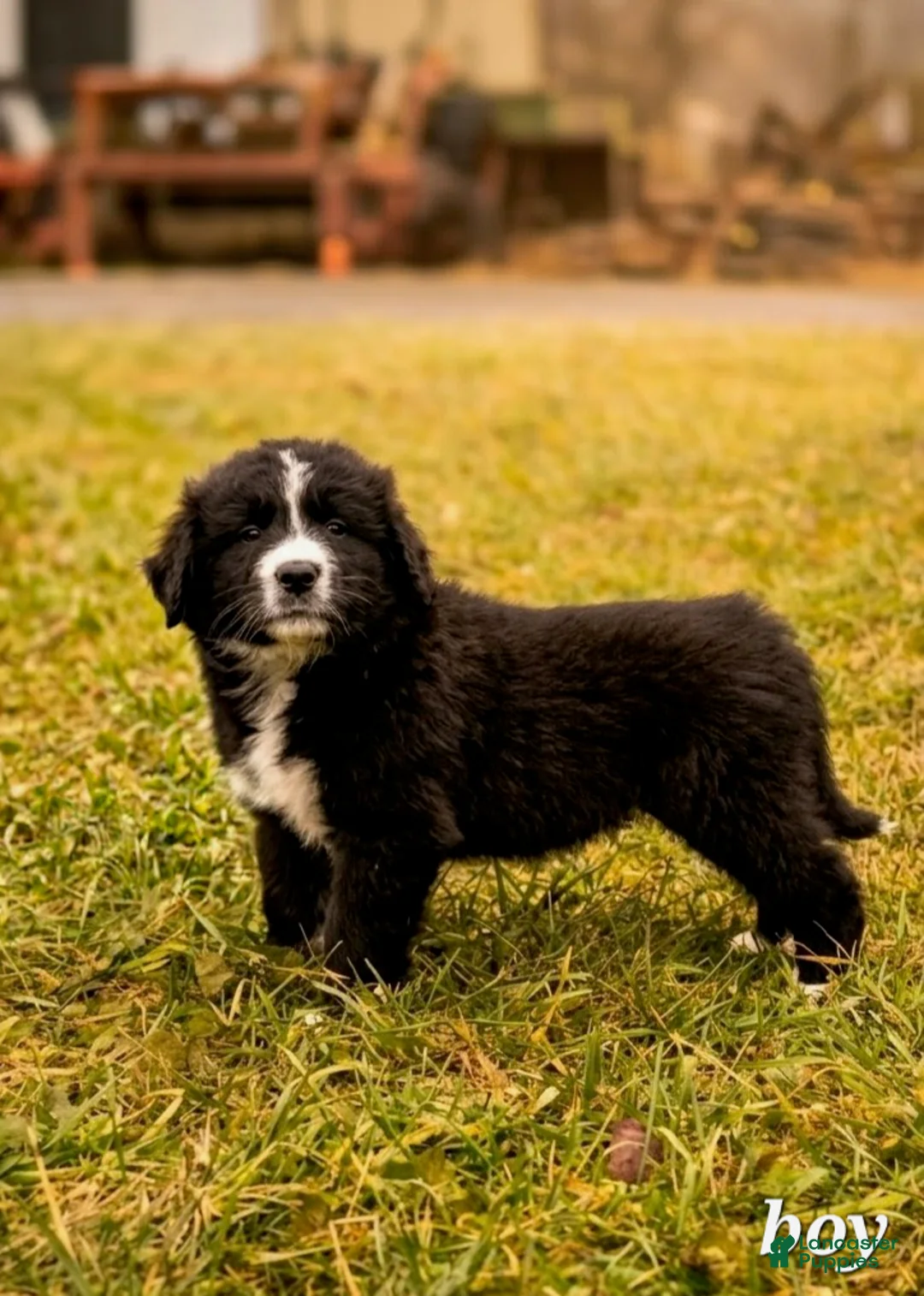 Mixed Breed dogs for sale: Blue - Ad 1