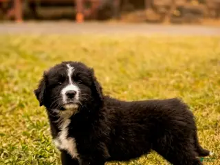 Mixed Breed dogs Blue - Ad 15