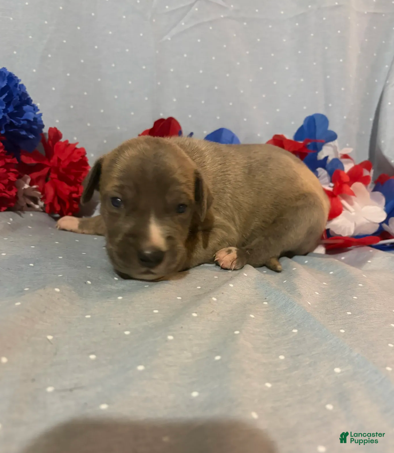 Great Dane dogs Phoenix - Ad 2