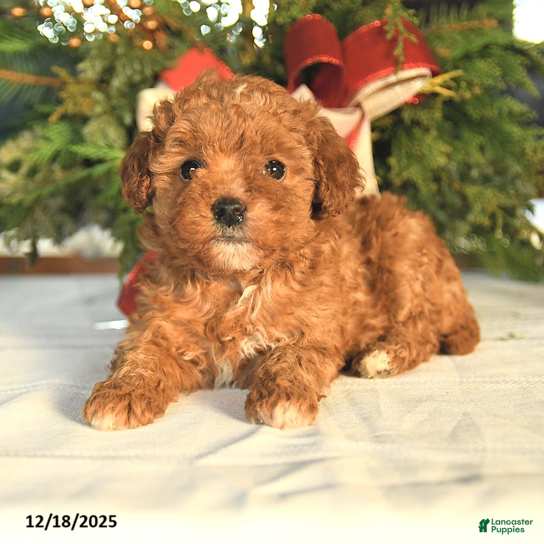 Maltipoo dogs for sale: Brianna - Ad 2