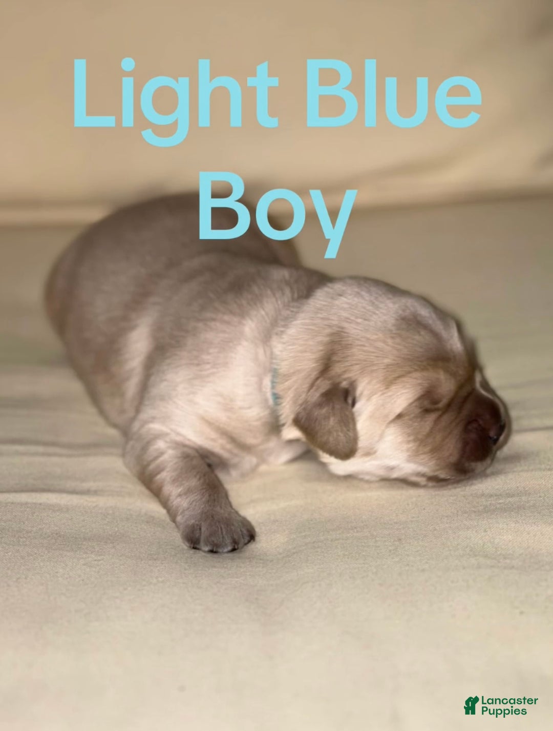 Golden Retriever dogs for sale: Golden Retriever Dark Pink Girl - Ad 16