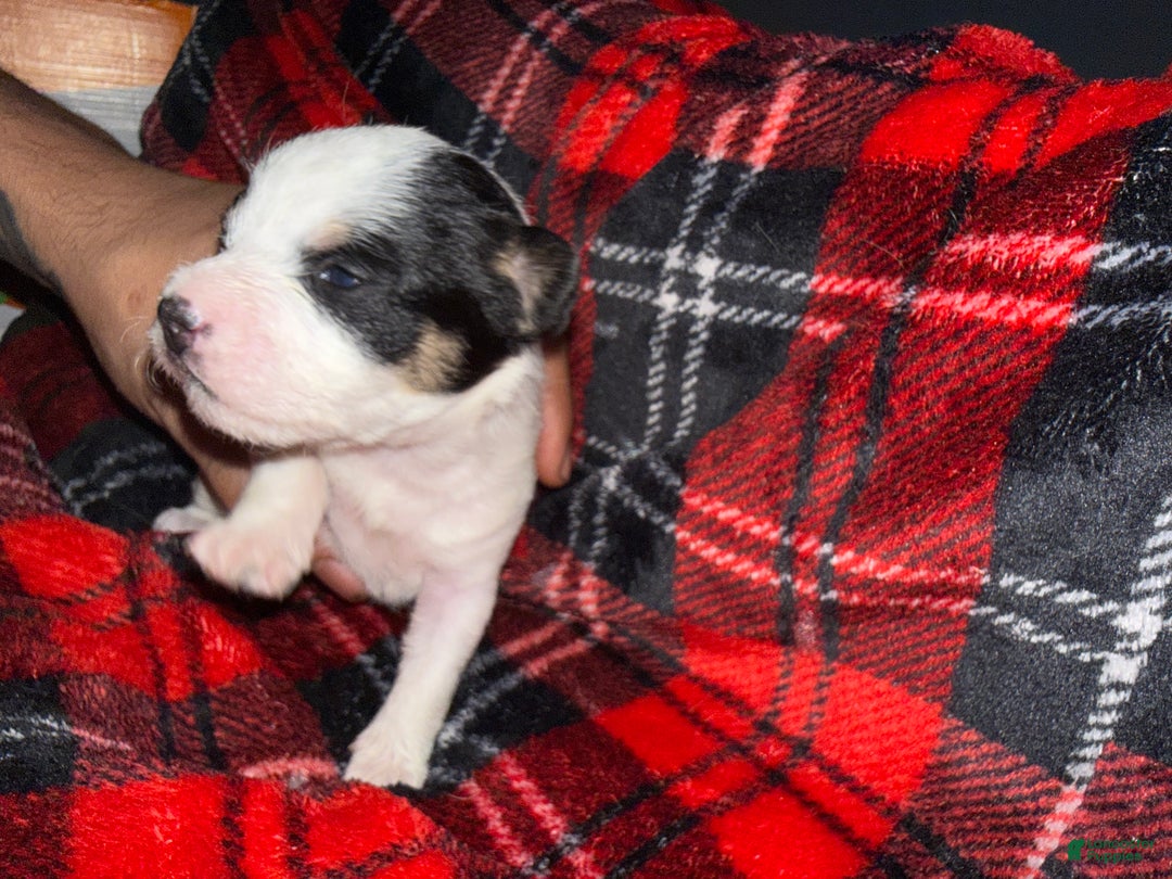 Mixed Breed dogs for sale: Princess  - Ad 2