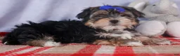 Morkie dogs for sale: Newton - Ad 20