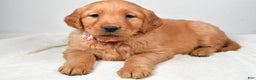Golden Retriever dogs for sale: Kori - Ad 2