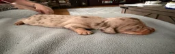 Miniature Dachshund dogs for sale: Champion bred import smooth dapple - Ad 3