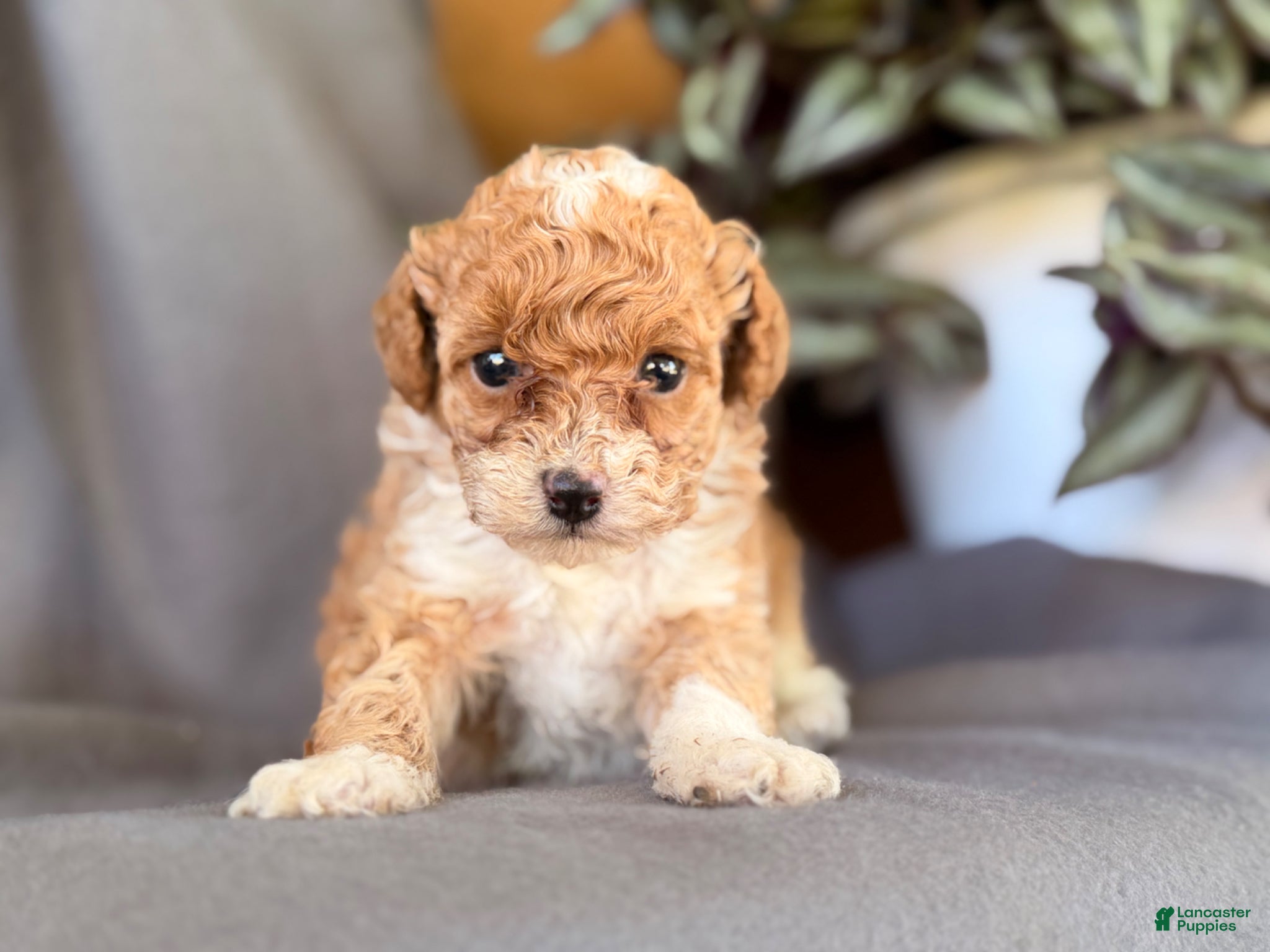 Toy Poodle dogs for sale: Kandy  - Ad 3