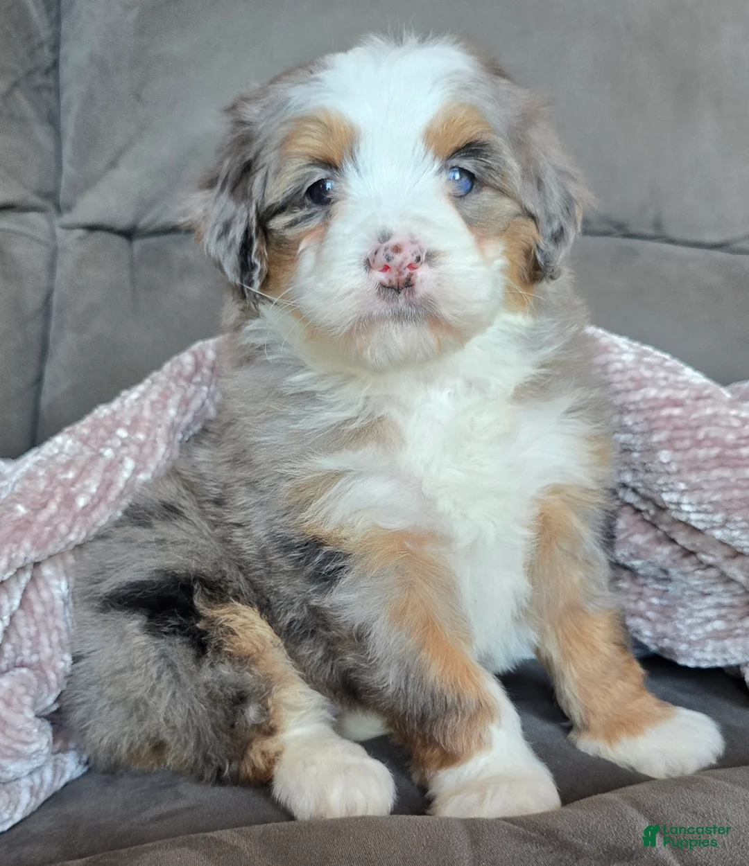 Mini Bernedoodle dogs for sale: Mini Oakley - Ad 15