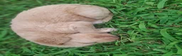 Labradoodle dogs for sale: Labradoodle 9 - Ad 6