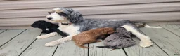 Cockapoo dogs for sale: Beauty - Ad 3