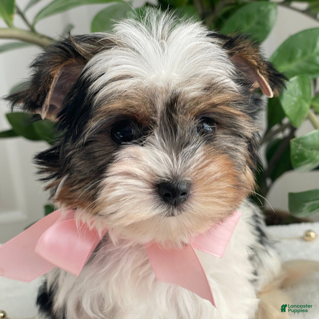 Biewer Terrier dogs for sale: Chai - Ad 4