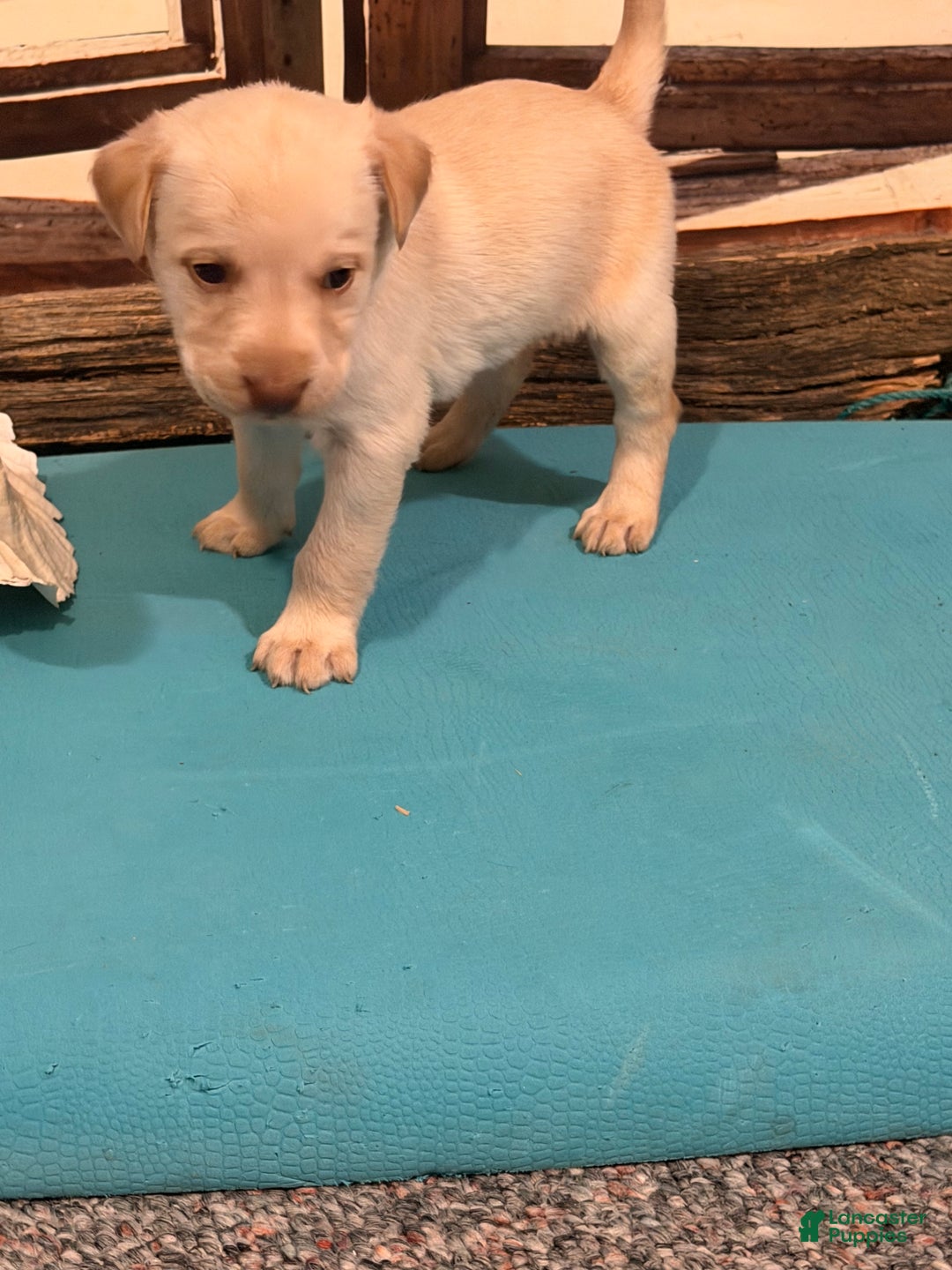 Labrador Retriever dogs for sale: Labrador Retriever PANAMA - Ad 3
