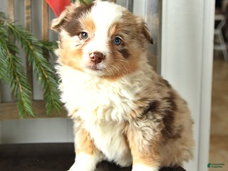 Miniature Australian Shepherd dogs Taylor - Ad 34