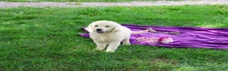 Golden Retriever dogs for sale: Tallulah - Ad 4