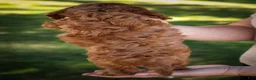 Cavapoo dogs for sale: Kristina   - Ad 19