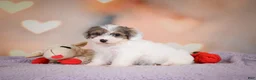 Maltipoo dogs for sale: Dusty - Ad 4