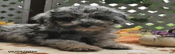 Miniature Poodle dogs for sale: Candy  - Ad 1