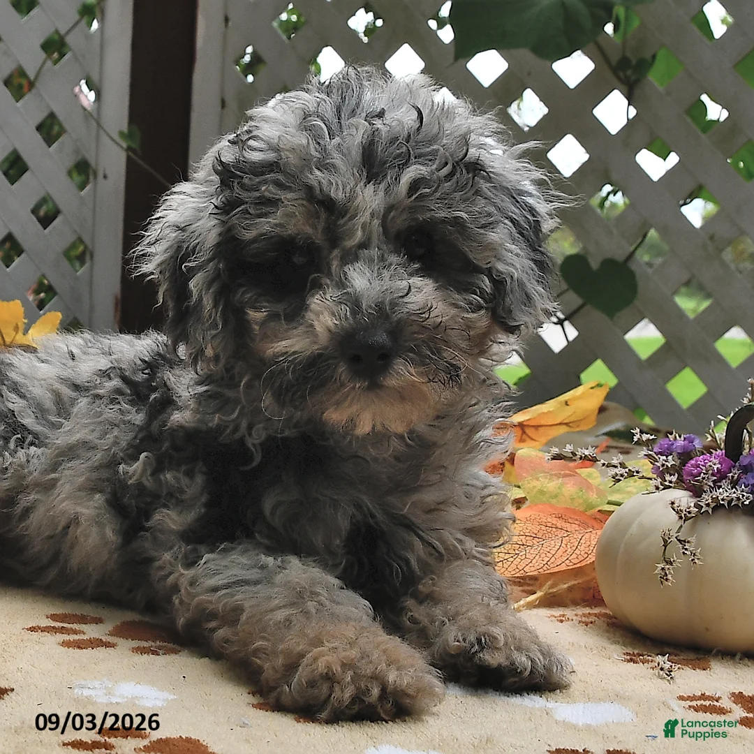 Miniature Poodle dogs for sale: Candy  - Ad 1