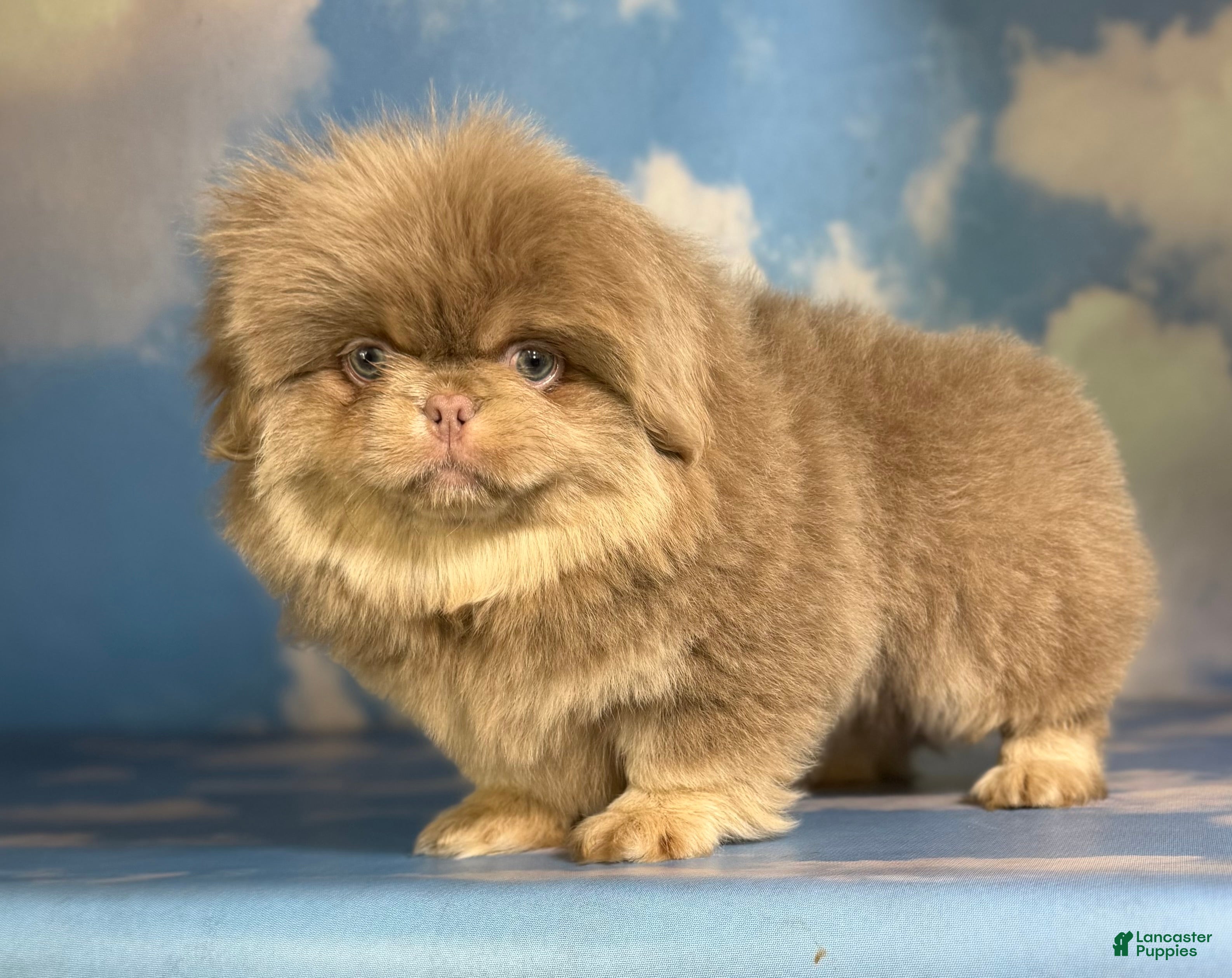 Pekingese dogs Akc DNA OFA Olaf- lilac tan points  - Ad 6