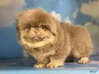 Pekingese dogs Akc DNA OFA Olaf- lilac tan points - Ad 6