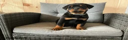 Rottweiler dogs for sale: Quinell - Ad 1