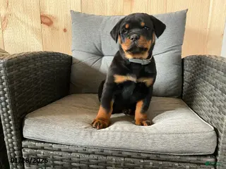 Rottweiler dogs for sale: Quinell - Ad 1