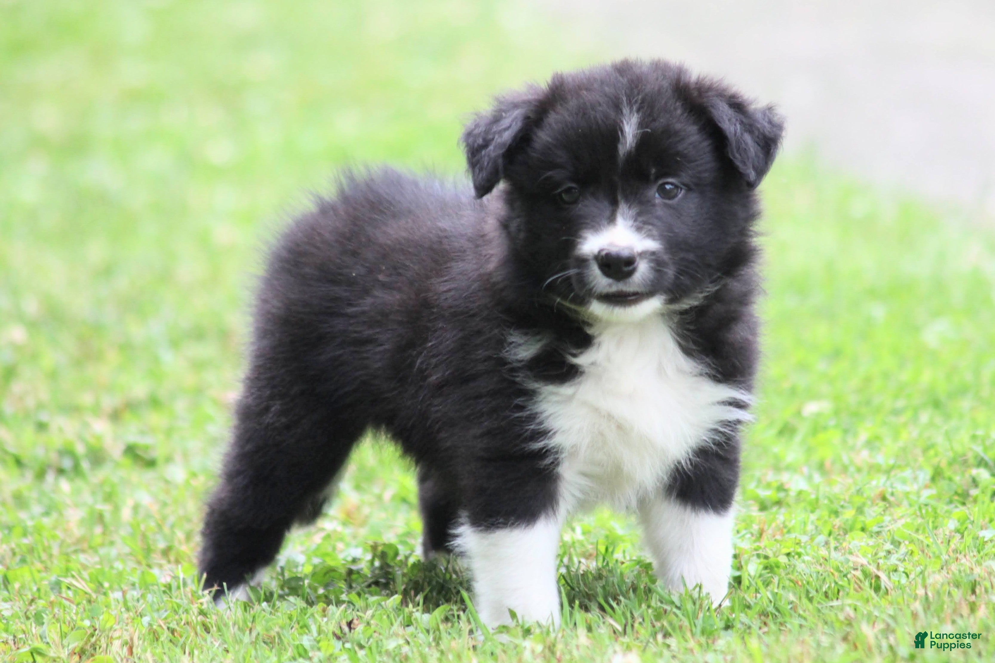 Border Collie dogs for sale: Jigger - Ad 3