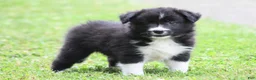 Border Collie dogs for sale: Jigger - Ad 1