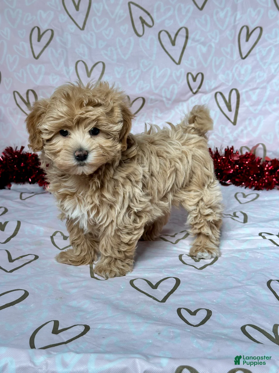 Maltipoo dogs for sale: Skye - Ad 2