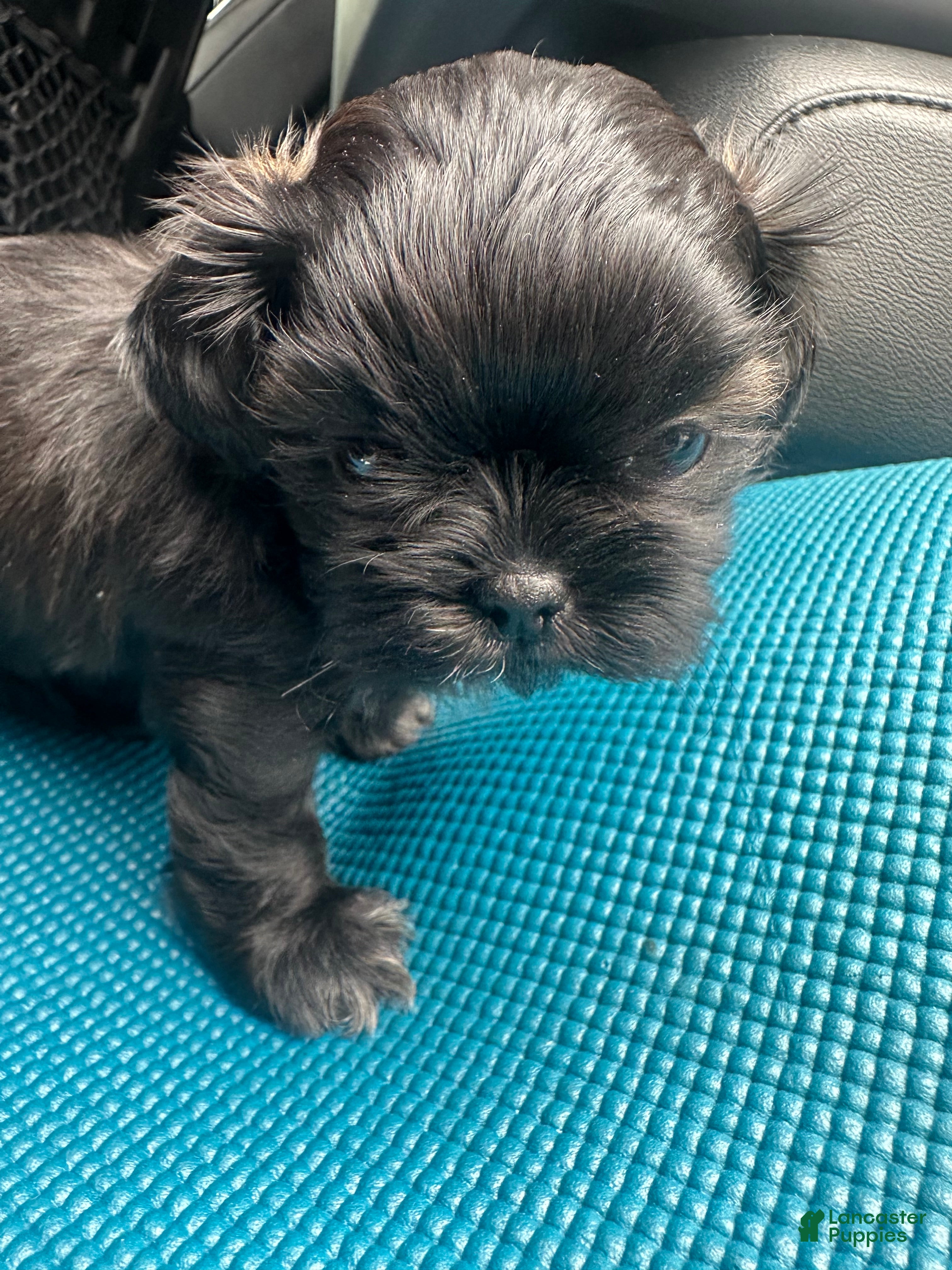 Shih Tzu dogs Blackie - Ad 1