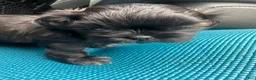 Shih Tzu dogs for sale: Blackie - Ad 1